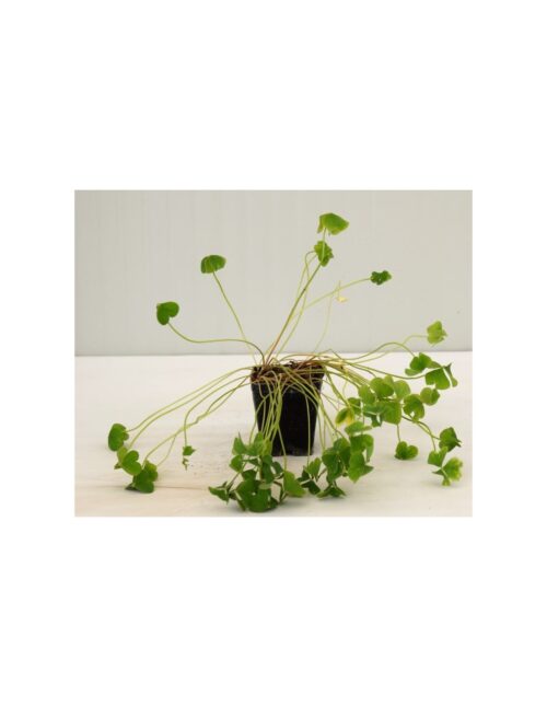 pianta oxalis
