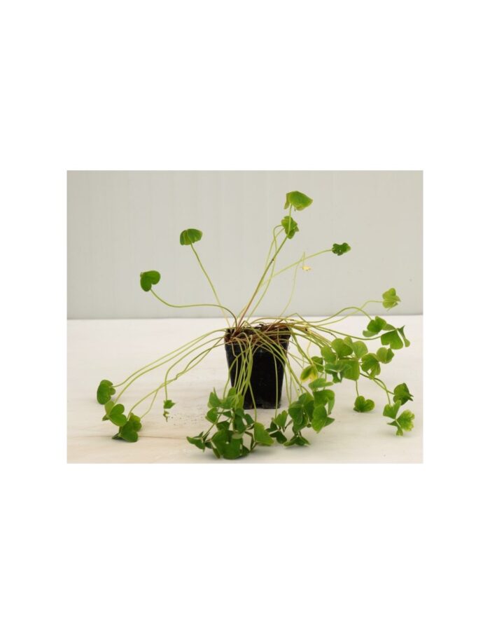 pianta oxalis
