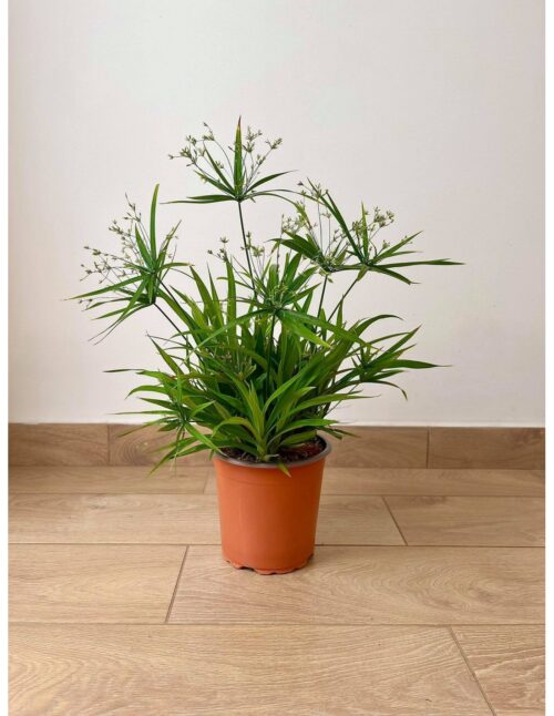 papiro vaso18