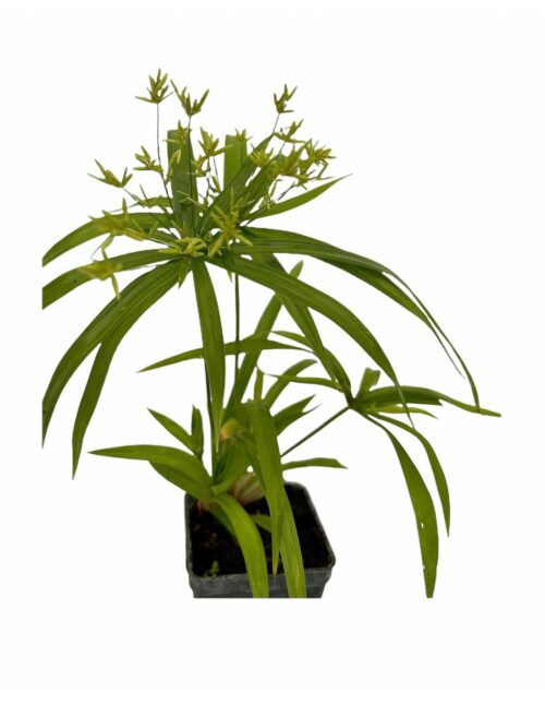 pianta papiro