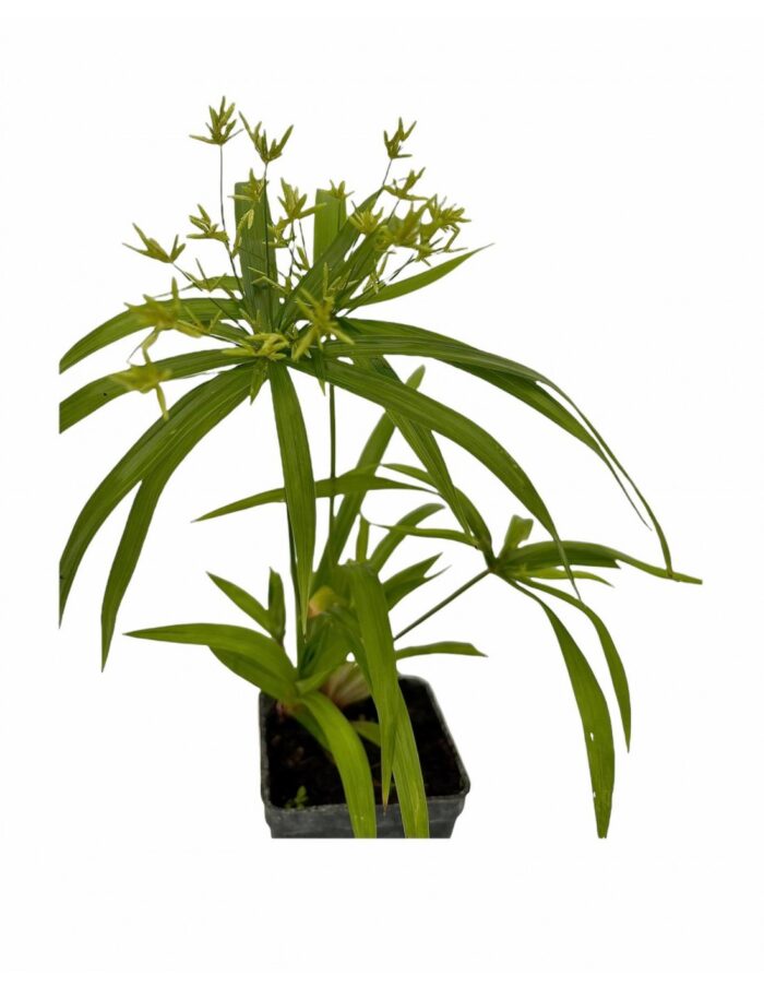 pianta papiro