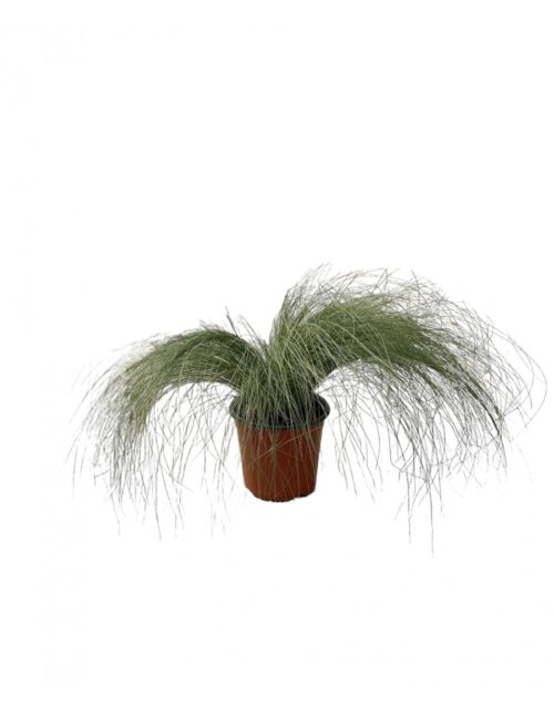 pennisetum