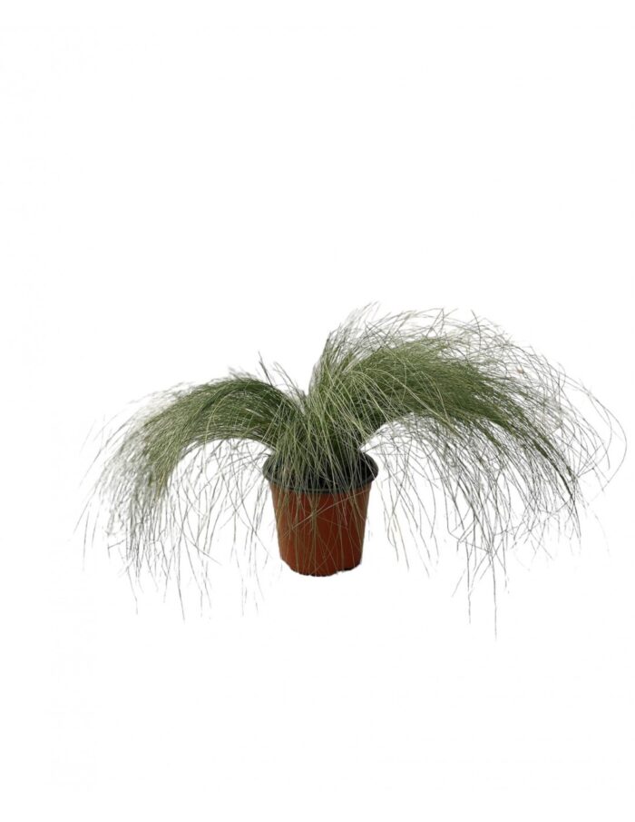 pennisetum