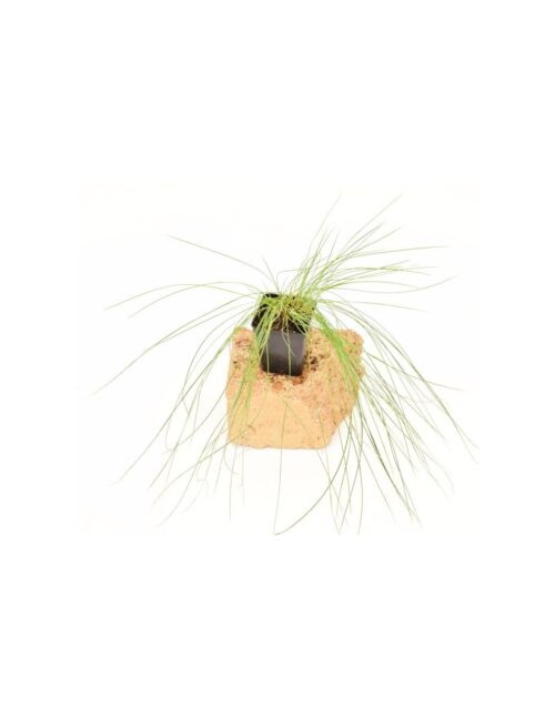 pianta pennisetum