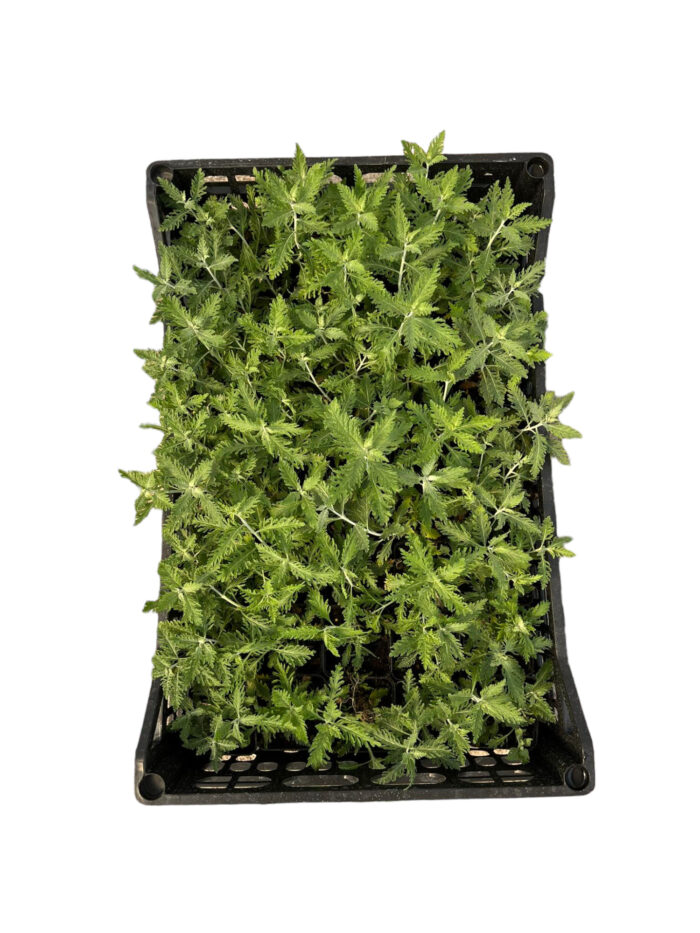 40 Piante di Perovskia Vaso 7cm - immagine 2
