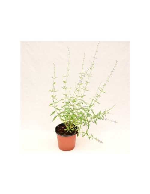 pianta perovskia