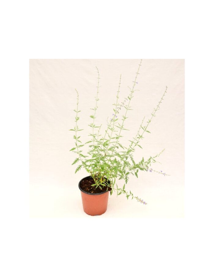 pianta perovskia