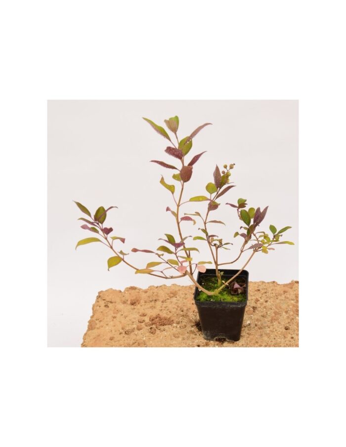 40 Piante di Agnocasto Vaso 7cm