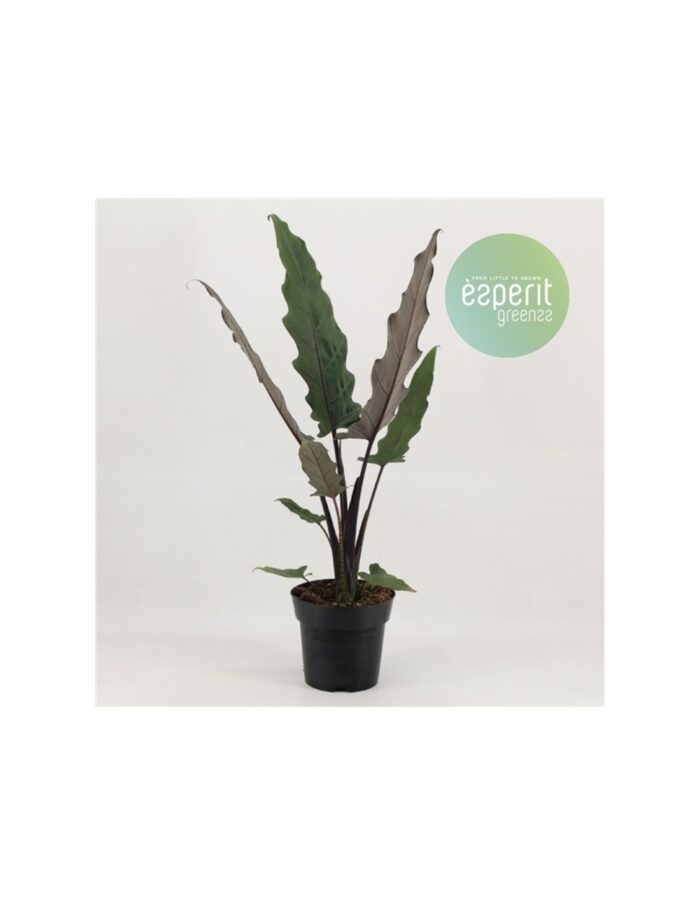 8 Piante di Alocasia Lauterbachiana Vaso 17cm