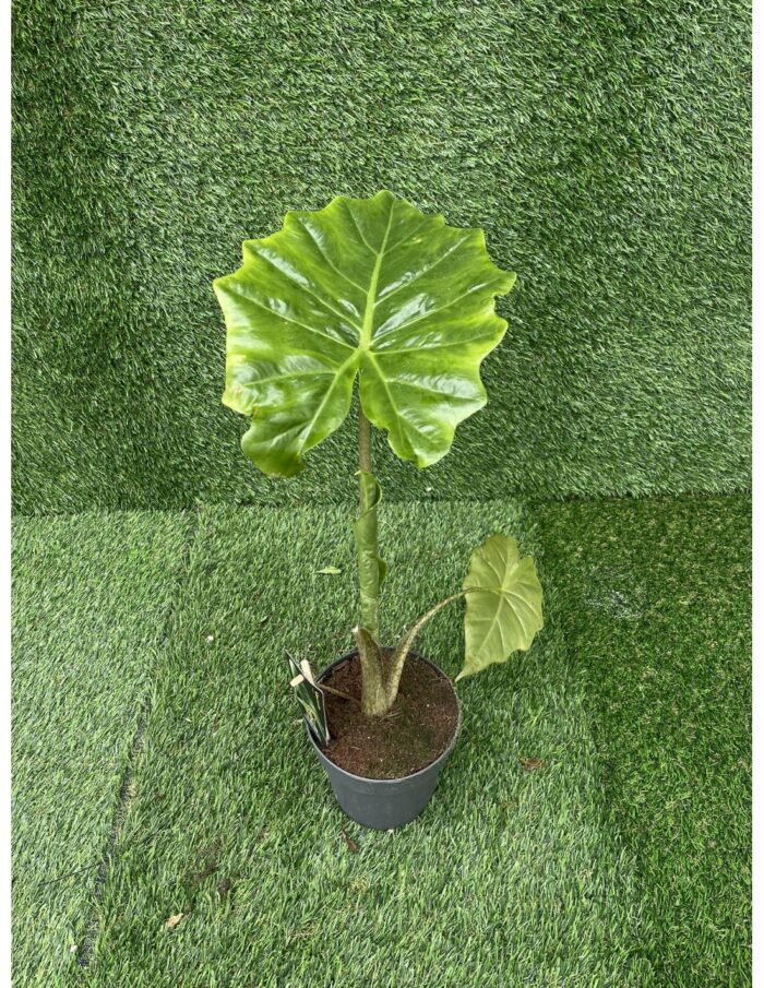 8 Piante di Alocasia Portadora Vaso 14cm
