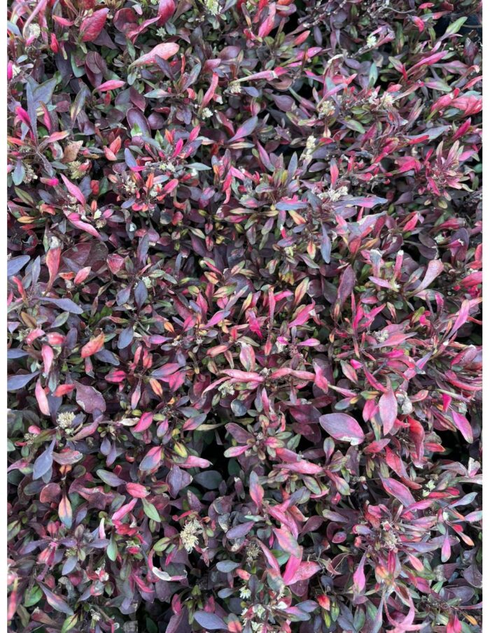 40 Piante di Alternanthera Bettzickiana Vaso 7cm