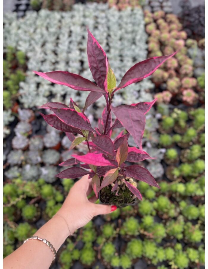 40 Piante di Alternanthera Brasiliana Vaso 7cm
