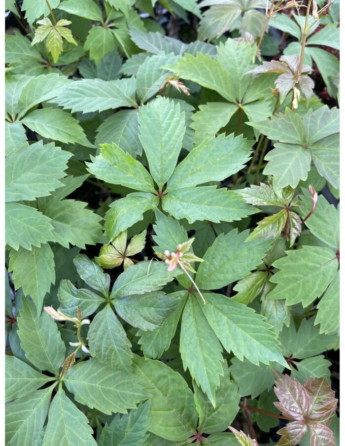 40 Piante di Ampelopsis quinquefolia (Vite americana) Vaso 7cm