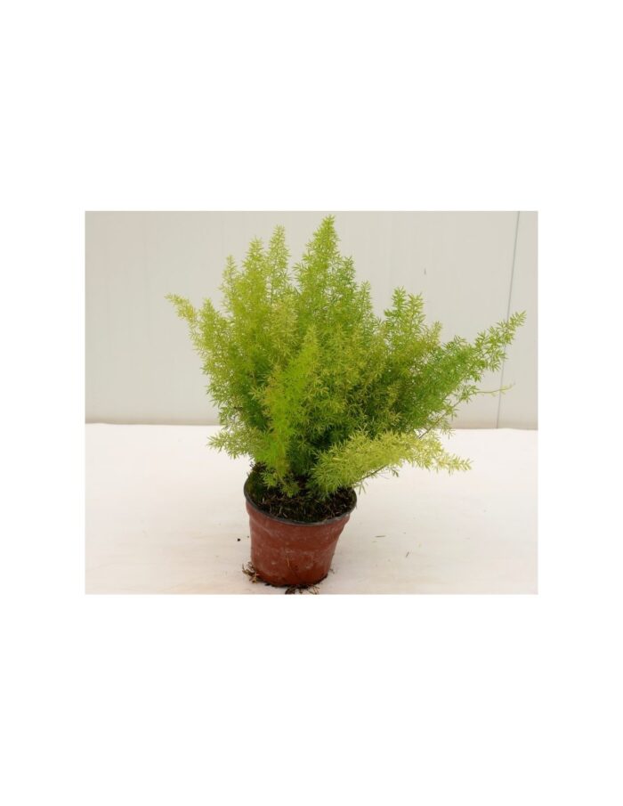20 Piante di Asparagus Coda di Volpe Vaso 18cm
