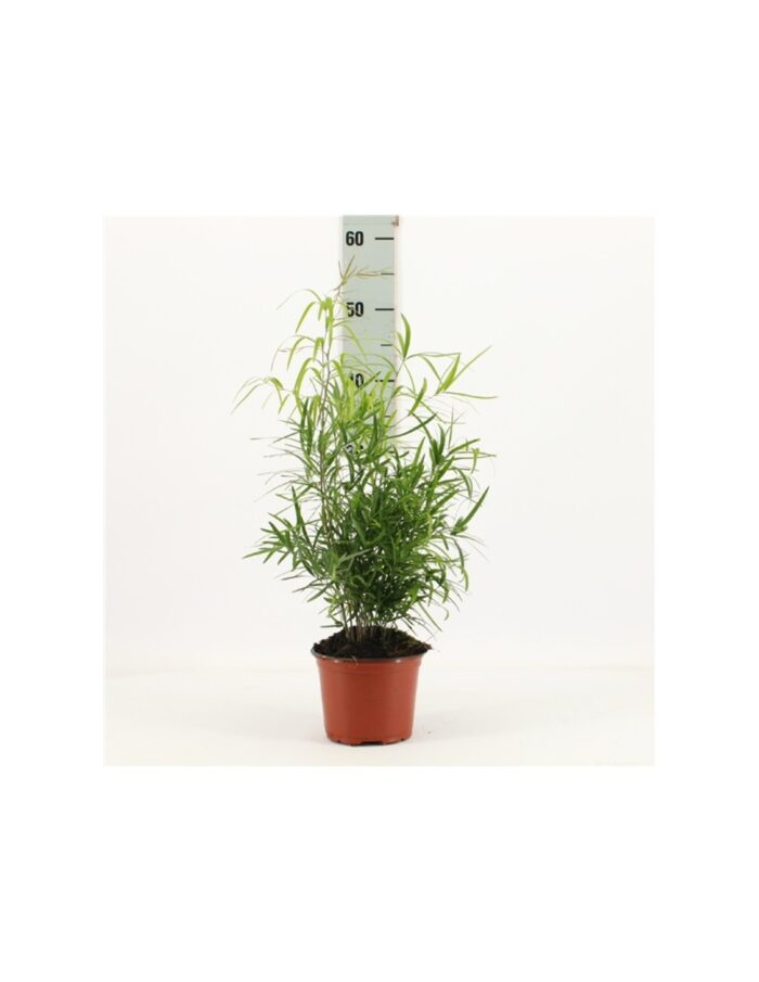 8 Piante di Asparagus Falcatus Vaso 12cm