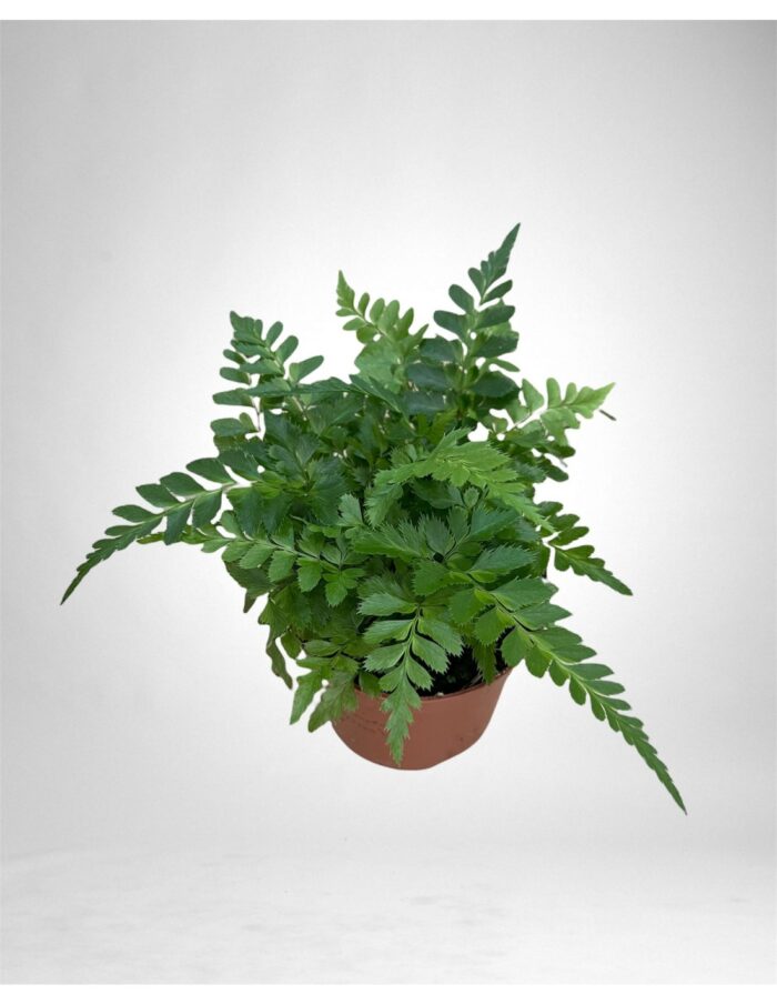 8 Piante di Asplenium Parvati Vaso 12cm