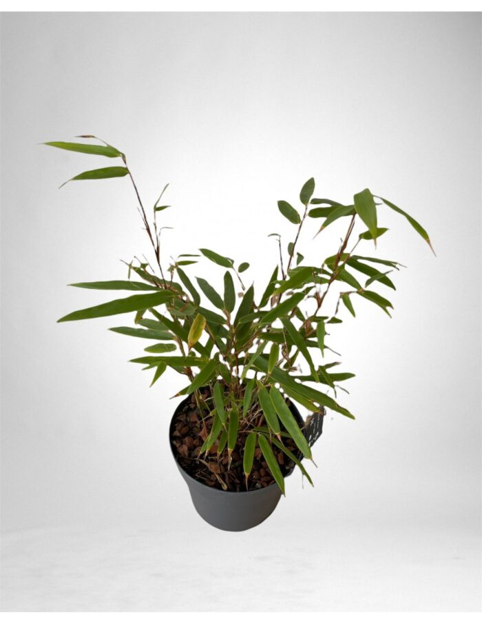 20 Piante di Bamboo Vaso 14cm