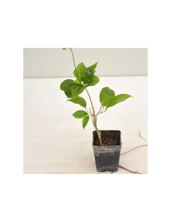 40 Piante di Bauhinia Vaso 7cm
