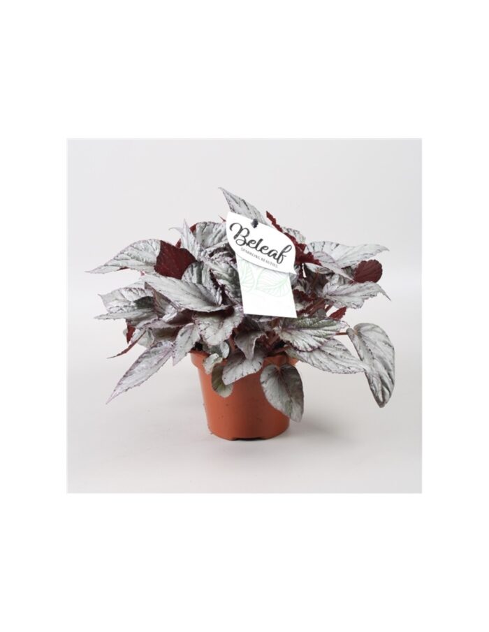 8 Piante di Begonia Beleaf Arctic Breeze Vaso 12cm