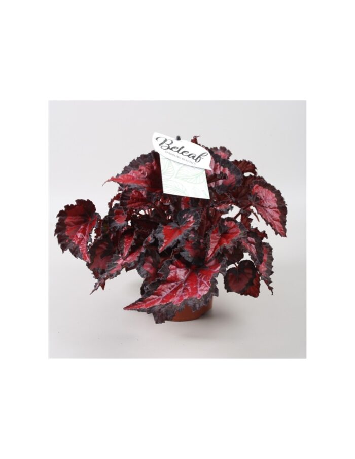 8 Piante di Begonia Beleaf Inca Night Vaso 12cm