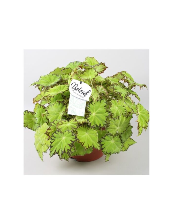 8 Piante di Begonia Blad Beleaf Lima Love Vaso 12cm