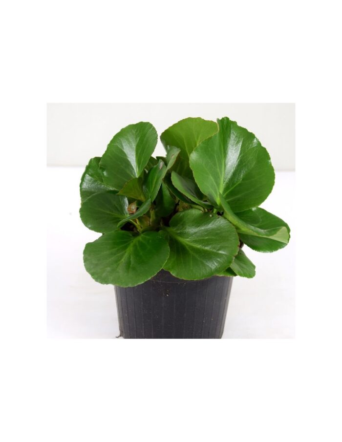 20 Piante di Bergenia Cordifolia Vaso 14cm
