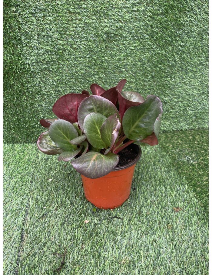 20 Piante di Bergenia Cordifolia Vaso 18cm