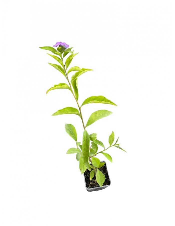 40 Piante di Brunfelsia Vaso 7cm