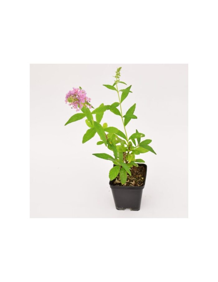 40 Piante di Buddleja Vaso 7cm