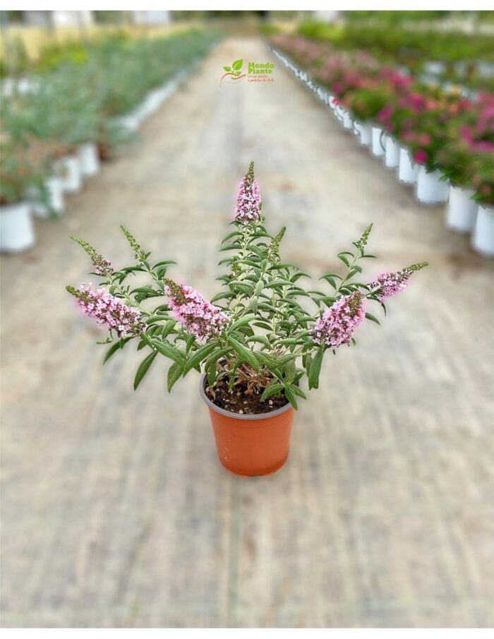 20 Piante di Buddleja Vaso 18cm