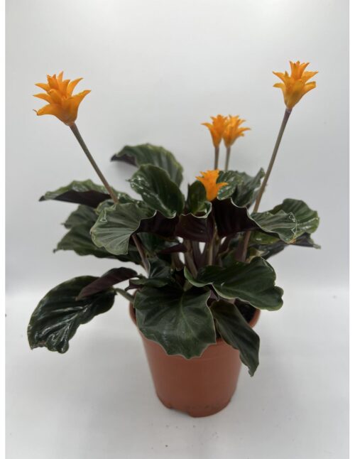 pianta-calathea-crocata