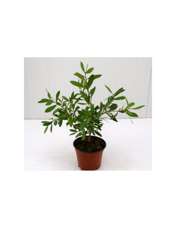 20 Piante di Callistemon Vaso 14cm