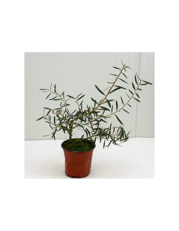 20 Piante di Callistemon Vaso 18cm