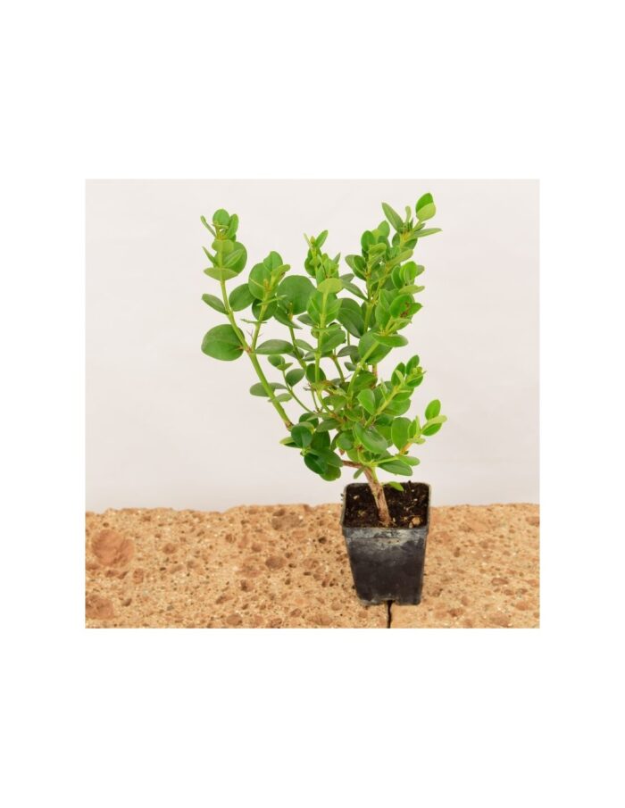 40 Piante di Carissa Grandiflora Vaso 7cm
