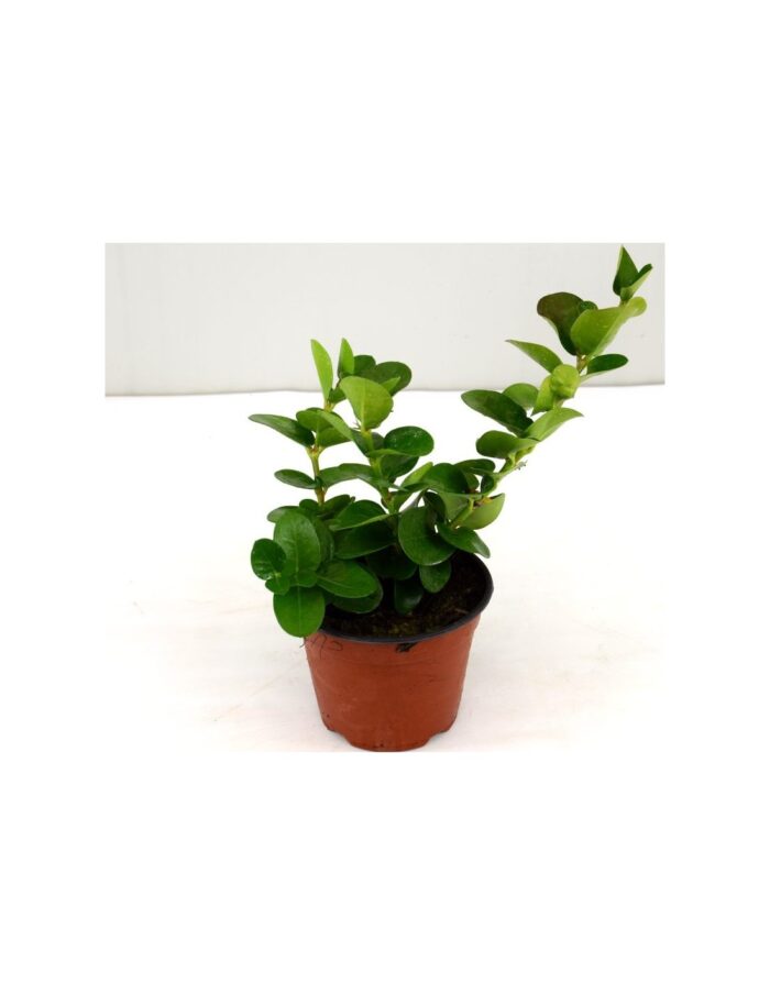 20 Piante di Carissa Grandiflora Vaso 14cm
