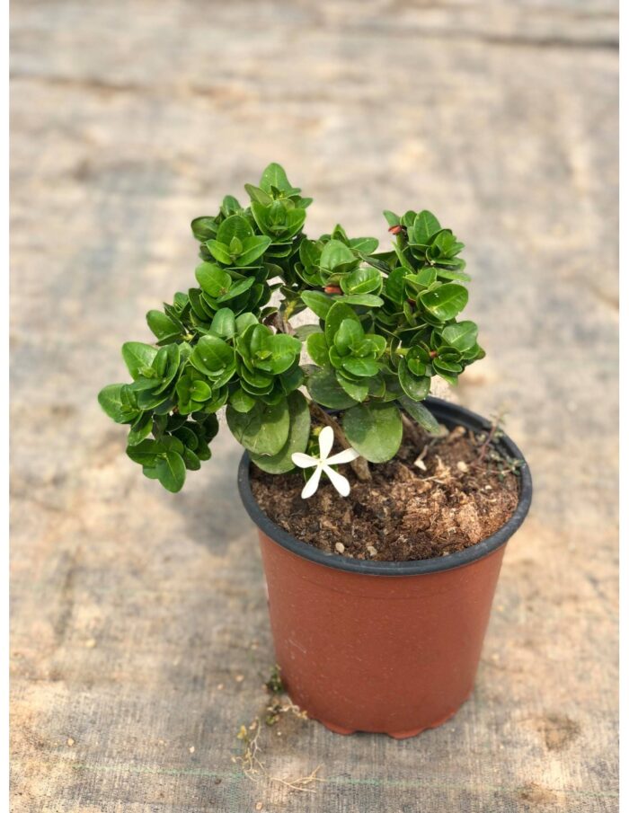 20 Piante di Carissa Macrocarpa Vaso 18cm