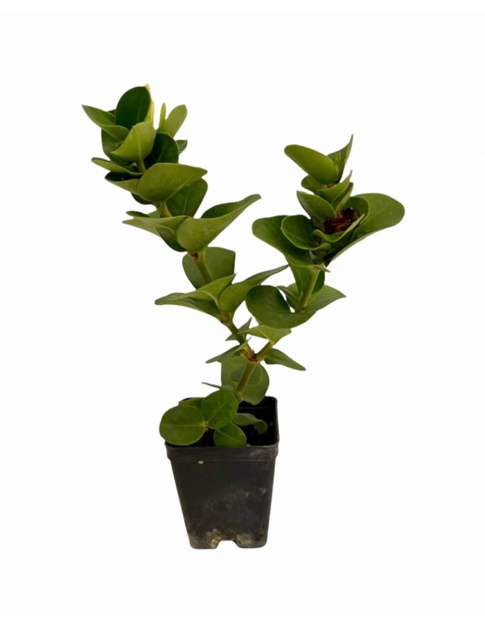 40 Piante di Carissa Macrocarpa Vaso 7cm