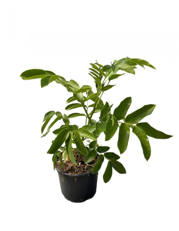 20 Piante di Cassia Vaso 18cm