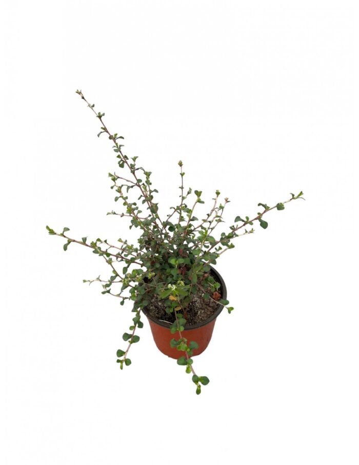 20 Piante di Ceratostigma Plumbaginoides Vaso 18cm