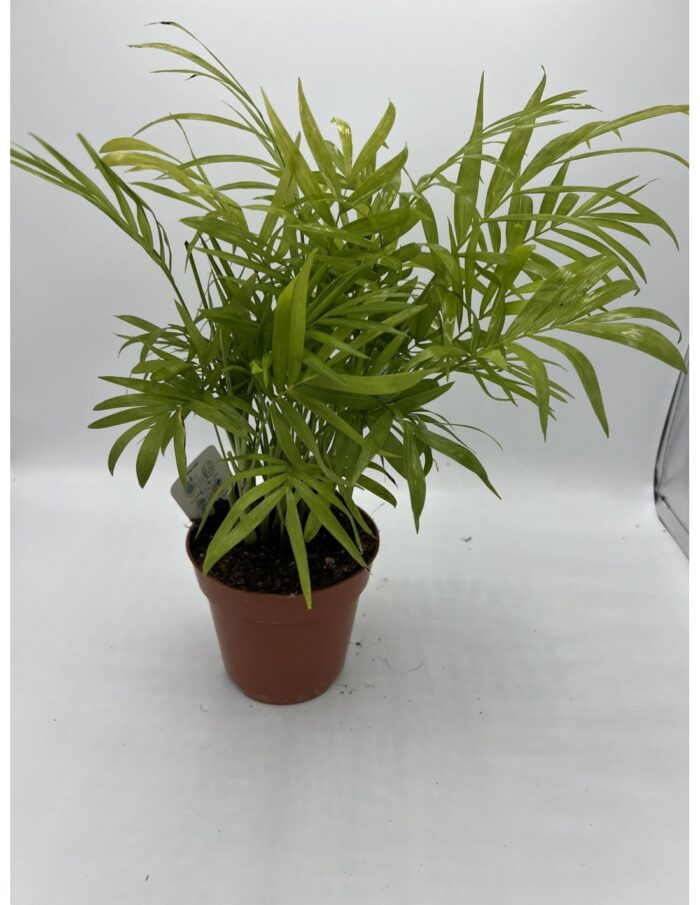 8 Piante di Chamaedorea Elegans, Palma della fortuna Vaso 12cm