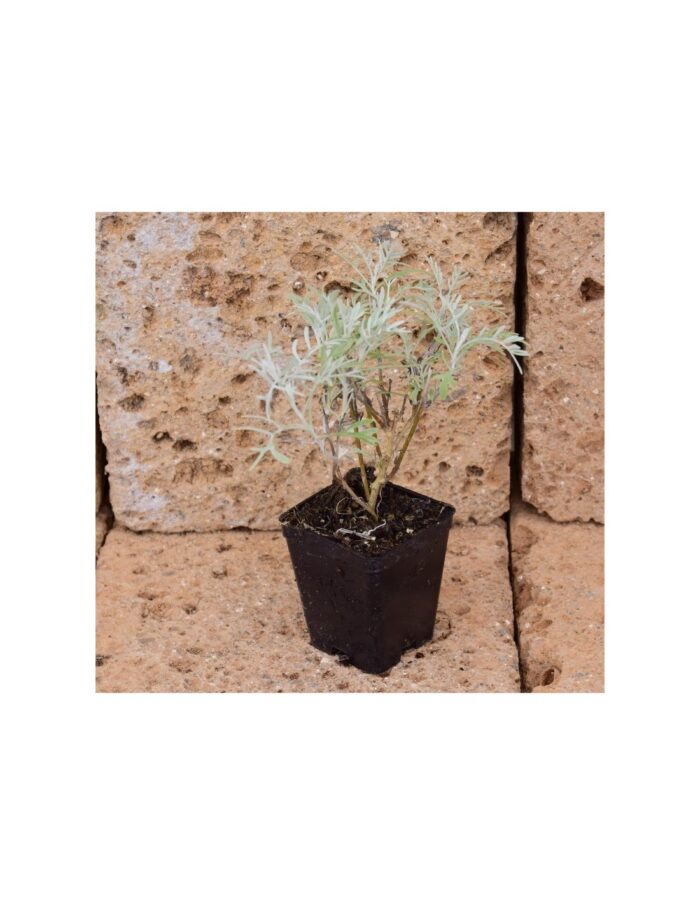 40 Piante di Cineraria Maritima Vaso 7cm