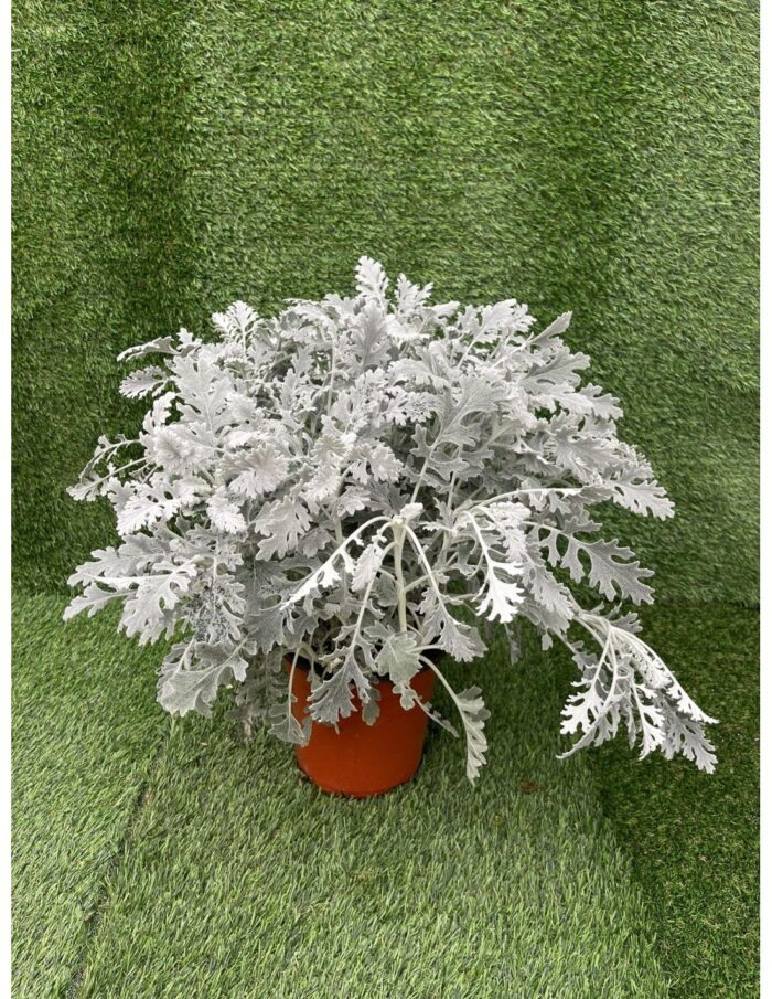 20 Piante di Cineraria Maritima Vaso 18cm