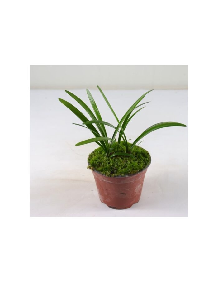 20 Piante di Clivia Vaso 18cm