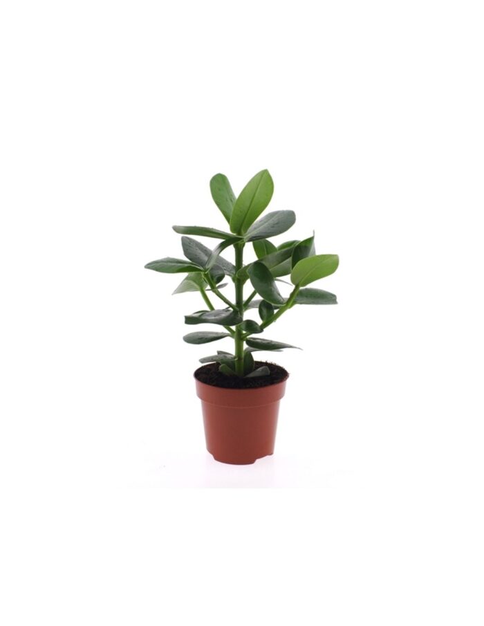 8 Piante di Clusia Rosea Princess Vaso 12cm