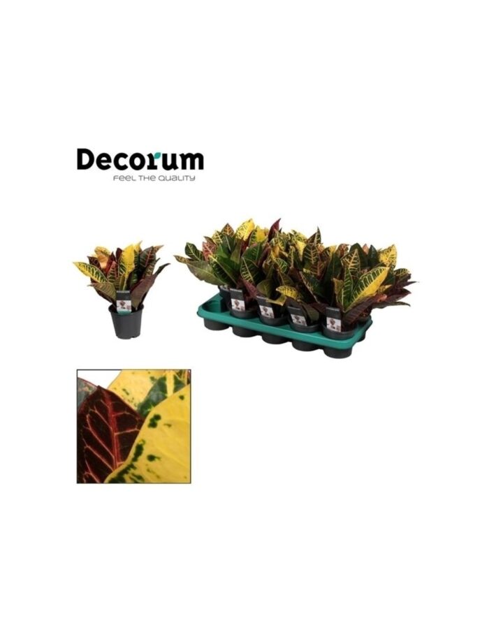 8 Piante di Codiaeum o Croton Vaso 12cm