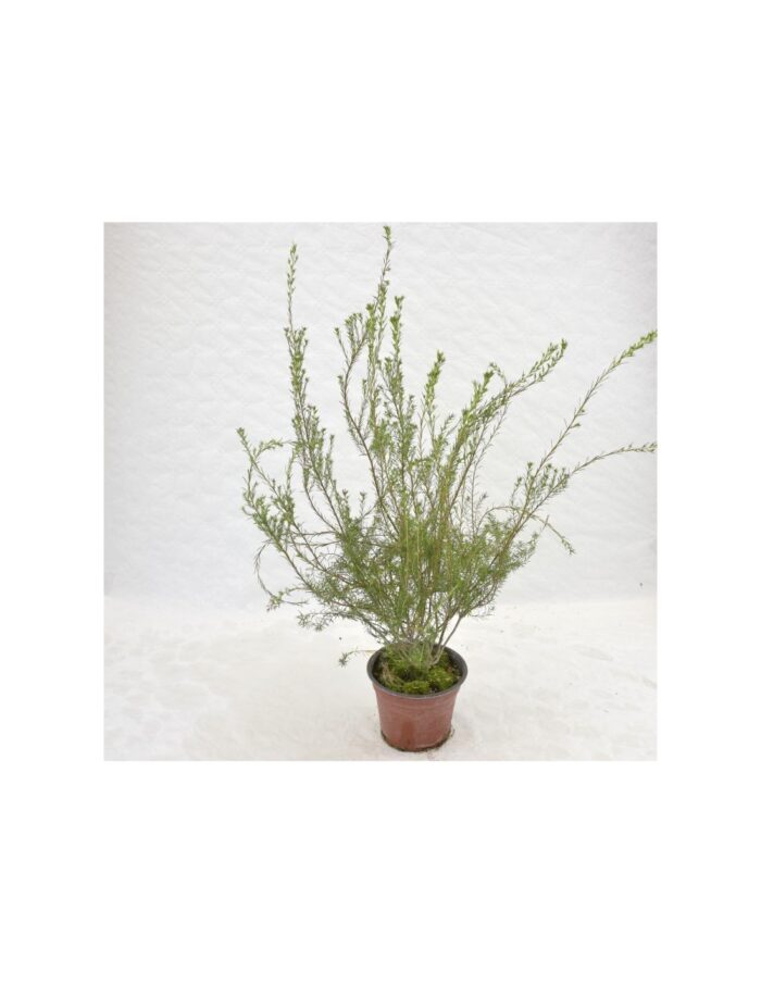 20 Piante di Coleonema Pulchrum Vaso 14cm