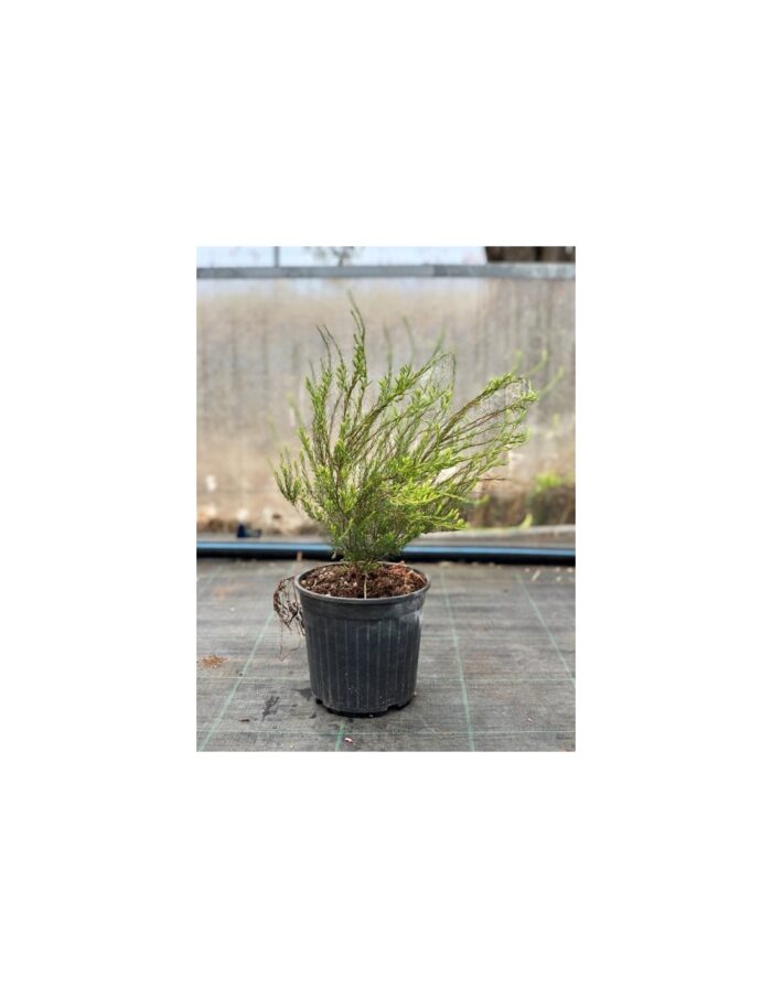20 Piante di Coleonema Pulchrum Vaso 18cm