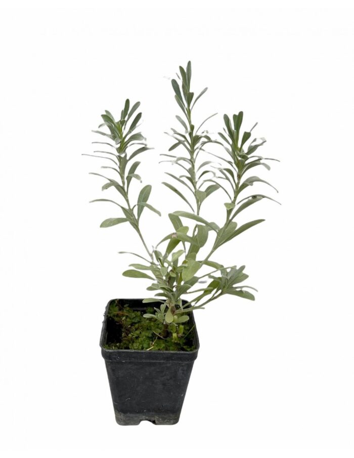 40 Piante di Convolvo Vaso 7cm