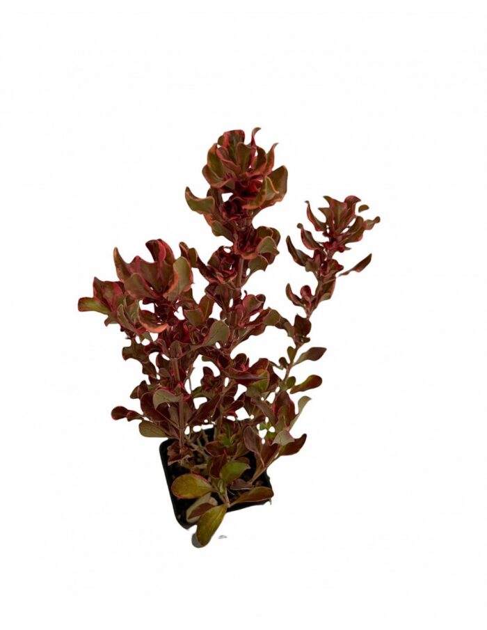 40 Piante di Coprosma Vaso 7cm