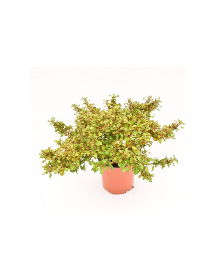 20 Piante di Coprosma Vaso 18cm